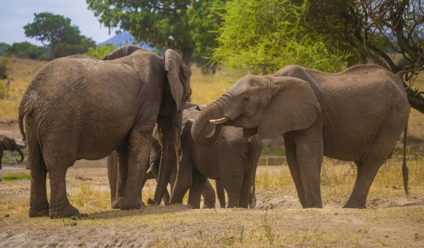 Eine Elefantenfamilie in Tansania