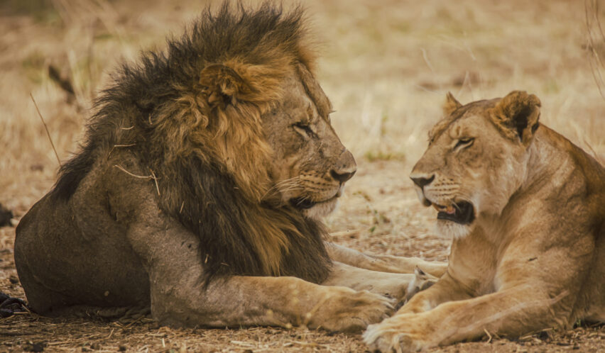 Ein Löwenpaar ruht sich aus