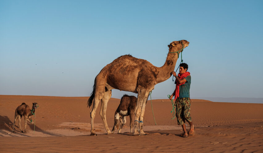Ein Berber mit seinen Kamelen in Marokko.