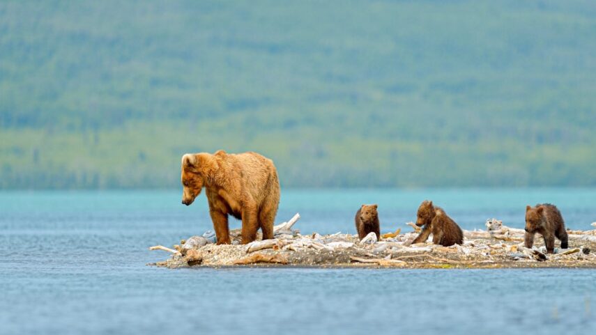 Bären Hütedienst in Katmai Nationalpark in Alaska