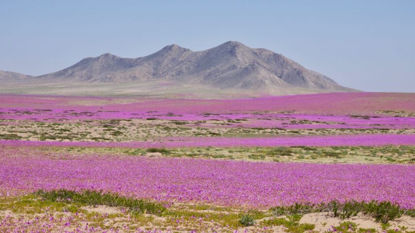 Blühende Wüste in Chile